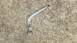 Factory Hurst Shifter Handle Stick 1973 Oldsmobile Cutlass 442 F85 Muncie 4SPEED. Fixed Price $337.50.