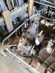 Automatic Transmission 2.5L 4WD Fits 99-03 Vitara 1016018. Fixed Price $579.52.